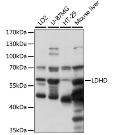 LDHD Rabbit Polyclonal Antibody