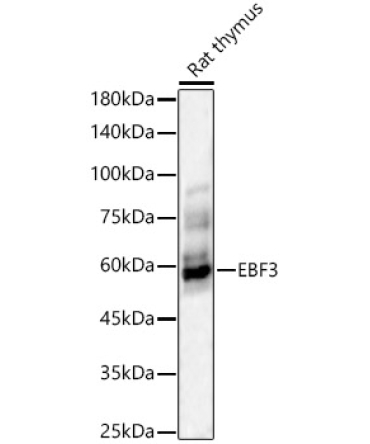 EBF3 Rabbit Polyclonal Antibody