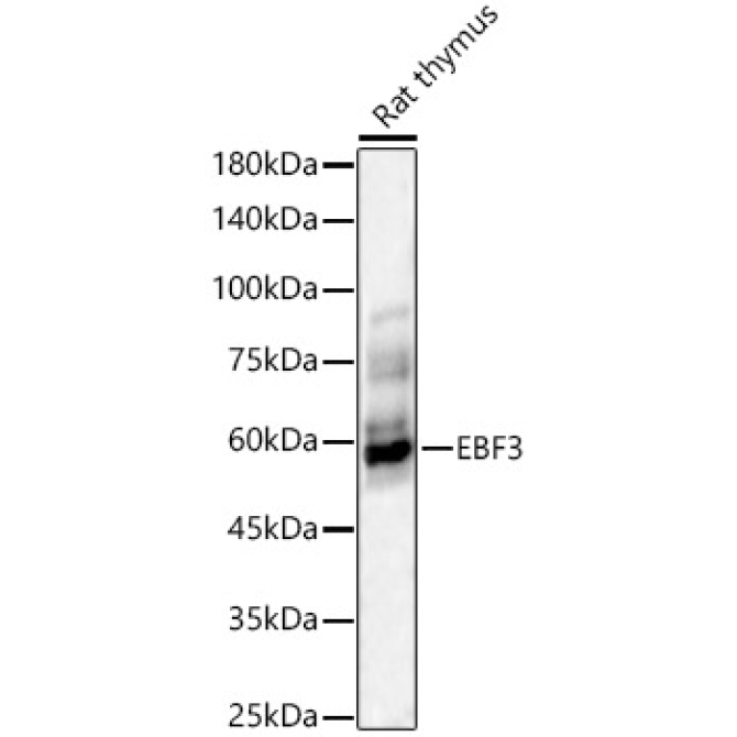 EBF3 Rabbit Polyclonal Antibody