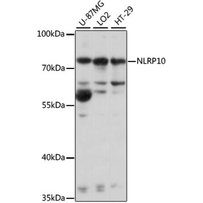 NLRP10 Rabbit Polyclonal Antibody