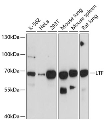 LTF Mouse Monoclonal Antibody