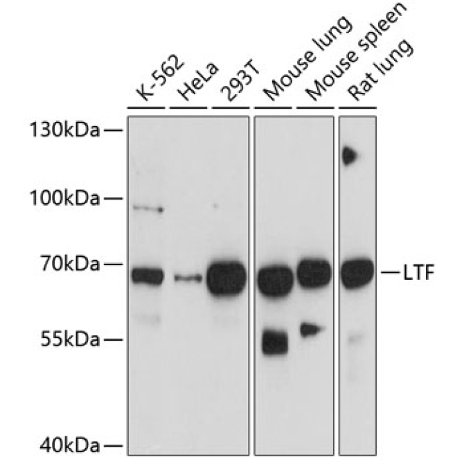LTF Mouse Monoclonal Antibody
