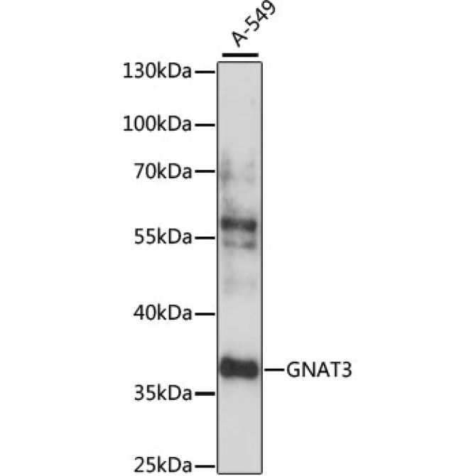 GNAT3 Rabbit Polyclonal Antibody