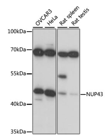 NUP43 Rabbit Polyclonal Antibody