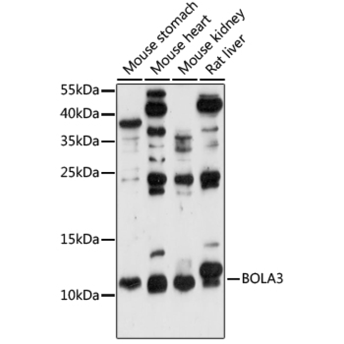 BOLA3 Rabbit Polyclonal Antibody