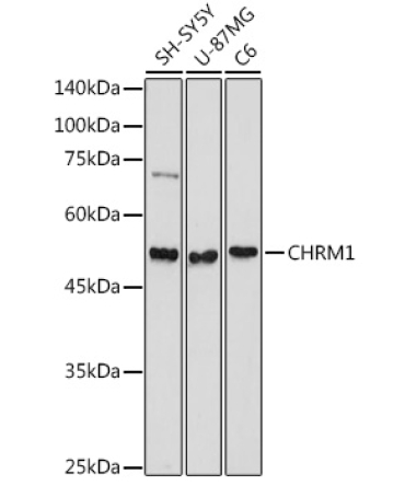 CHRM1 Rabbit Polyclonal Antibody