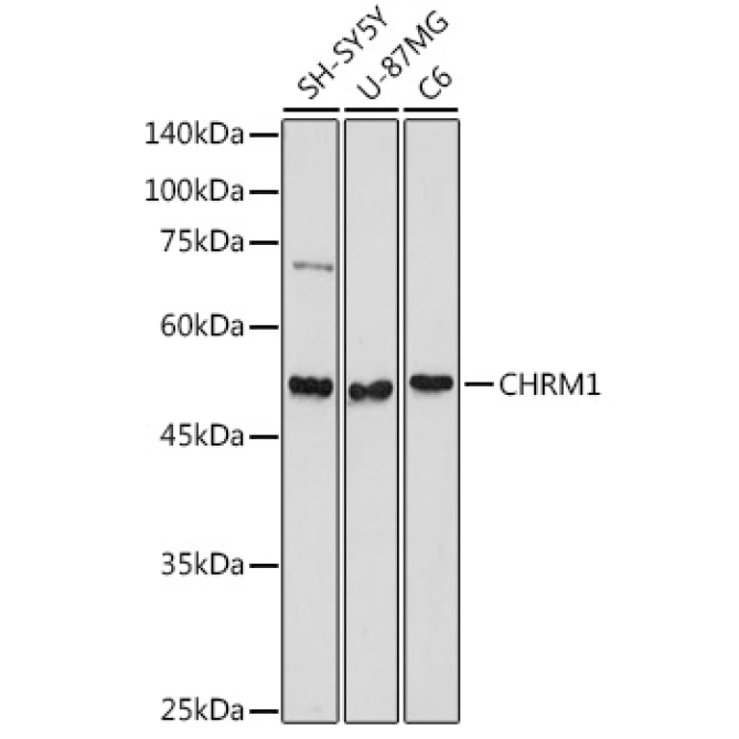CHRM1 Rabbit Polyclonal Antibody