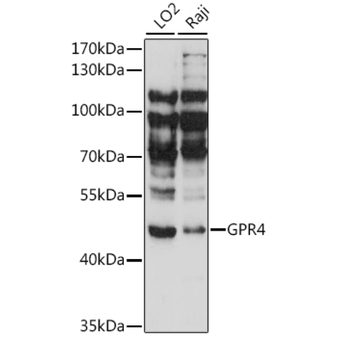 GPR4 Rabbit Polyclonal Antibody