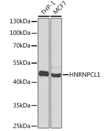 HNRNPCL1 Rabbit Polyclonal Antibody