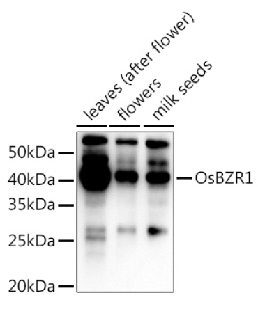 OsBZR1  Rabbit Polyclonal Antibody
