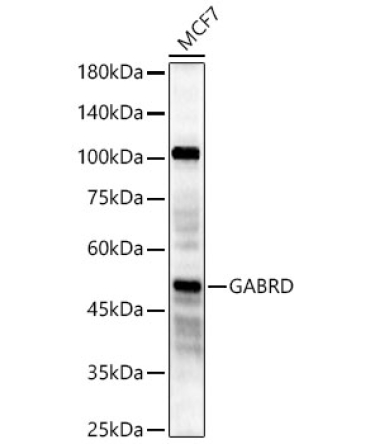 GABRD Rabbit Polyclonal Antibody