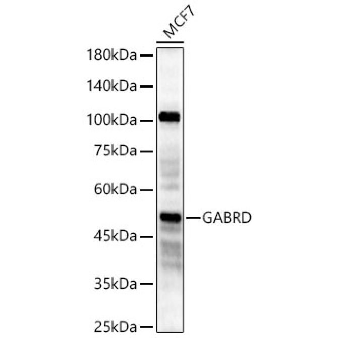 GABRD Rabbit Polyclonal Antibody