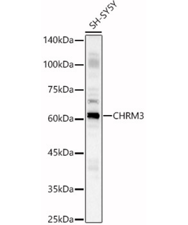 CHRM3 Rabbit Polyclonal Antibody