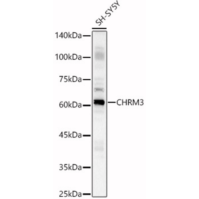 CHRM3 Rabbit Polyclonal Antibody