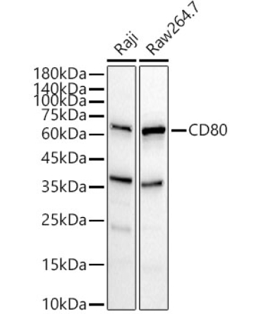 CD80 Rabbit Polyclonal Antibody