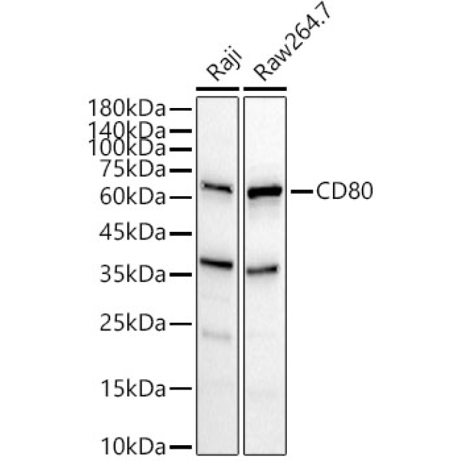 CD80 Rabbit Polyclonal Antibody