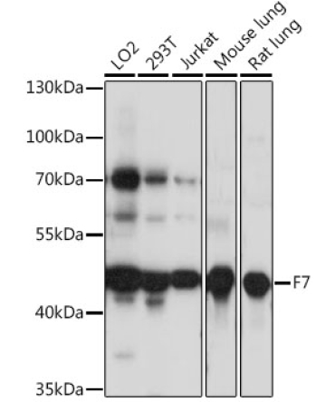 F7 Rabbit Polyclonal Antibody