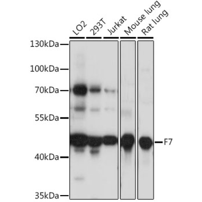 F7 Rabbit Polyclonal Antibody