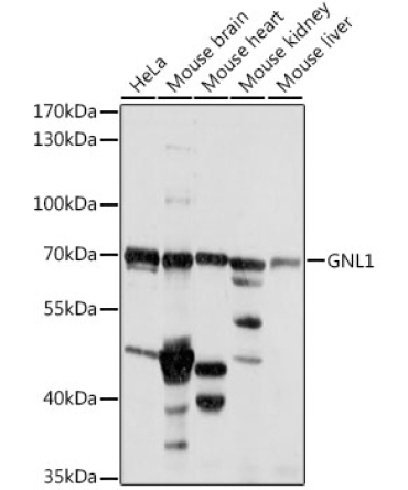 GNL1 Rabbit Polyclonal Antibody