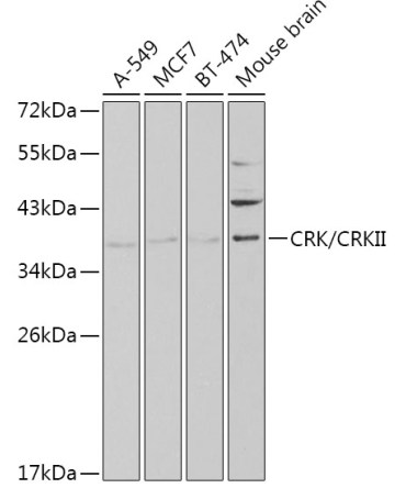 CRK/CRKII Rabbit Polyclonal Antibody