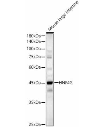 HNF4G Rabbit Polyclonal Antibody