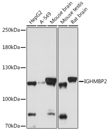 IGHMBP2 Rabbit Polyclonal Antibody