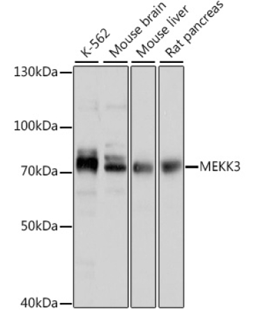 MEKK3 Rabbit Polyclonal Antibody