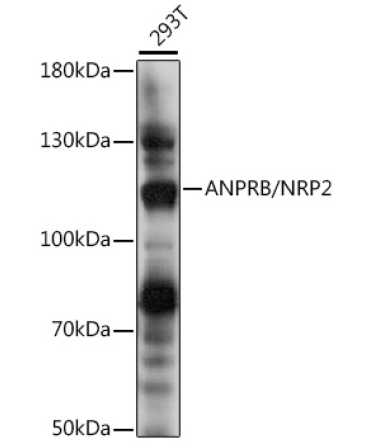 ANPRB/NRP2 Rabbit Polyclonal Antibody