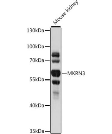 MKRN3 Rabbit Polyclonal Antibody