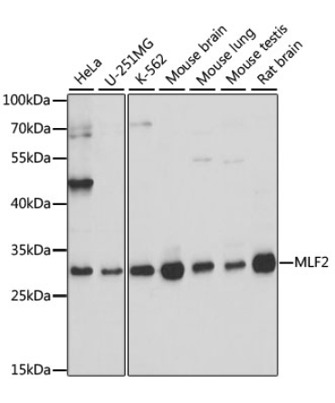 MLF2 Rabbit Polyclonal Antibody