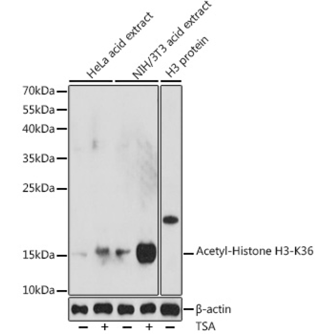 Acetyl-Histone H3-K36 Rabbit Polyclonal Antibody