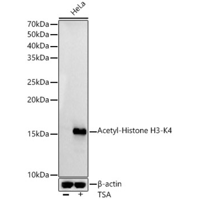 Acetyl-Histone H3-K4 Rabbit Polyclonal Antibody