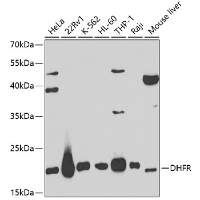 DHFR Rabbit Polyclonal Antibody