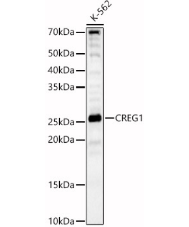 CREG1 Rabbit Polyclonal Antibody