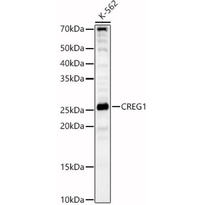 CREG1 Rabbit Polyclonal Antibody