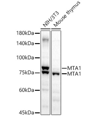 MTA1 Rabbit Polyclonal Antibody
