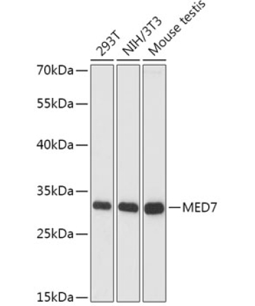 MED7 Rabbit Polyclonal Antibody