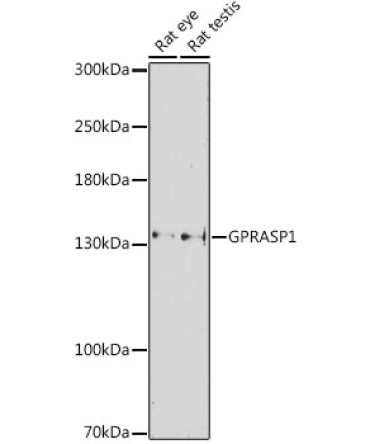 GPRASP1 Rabbit Polyclonal Antibody