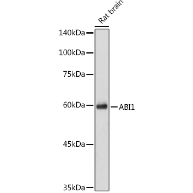ABI1 Rabbit Polyclonal Antibody