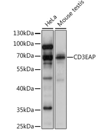 CD3EAP Rabbit Polyclonal Antibody