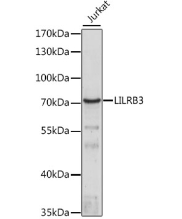 LILRB3 Rabbit Polyclonal Antibody
