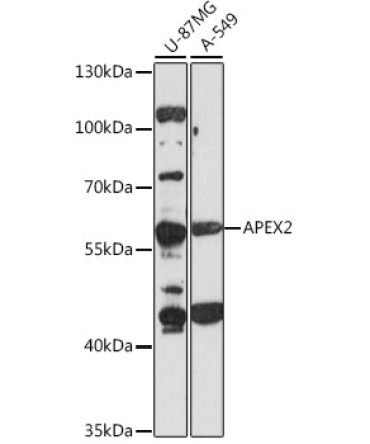 APEX2 Rabbit Polyclonal Antibody