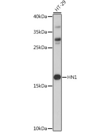 HN1 Rabbit Polyclonal Antibody