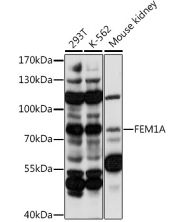 FEM1A Rabbit Polyclonal Antibody