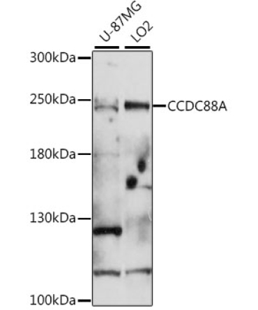 CCDC88A Rabbit Polyclonal Antibody