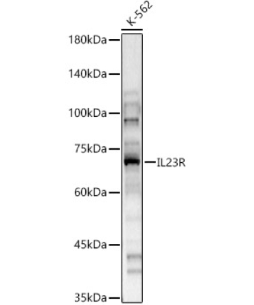 IL23R Rabbit Polyclonal Antibody