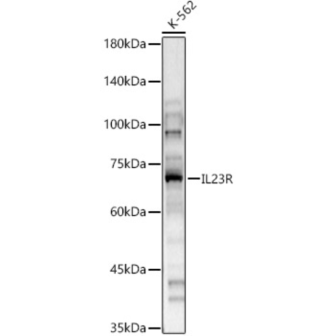 IL23R Rabbit Polyclonal Antibody