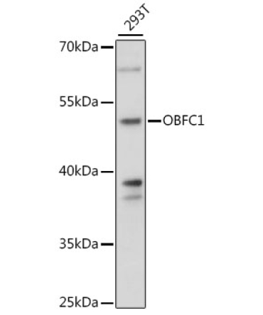 OBFC1 Rabbit Polyclonal Antibody