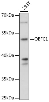 OBFC1 Rabbit Polyclonal Antibody