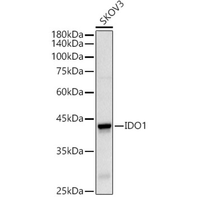 IDO1 Rabbit Polyclonal Antibody